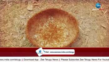 Tribal Food: Tribals Eating Eggs Laid By Ants