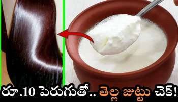 Hair Problem: రూ.10 పెరుగుతో.. సింపుల్‌గా తెల్ల జుట్టు సమస్యకు శాశ్వతంగా చెక్ పెట్టండి..