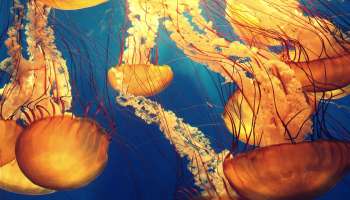Jellyfish Facts: భూమిపై మరణం లేని ఈ జీవి గురించి తెలుసా..! ఎలా జీవిస్తుందంటే..?