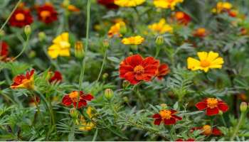 Business Idea: తెలుగు రైతులు బంగారం పండిస్తున్నారు..దీంతో ఒకేసారి రూ.10 లక్షలు లాభం..