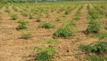 Farmer Opinion: బంజరు భూమిలో కూడా బంగారం పడిస్తున్న రైతు రాజేష్ యాదవ్.. ఈ వేసవిలో ఈ పంట నాటితే లక్షల్లో లాభాలు..!!