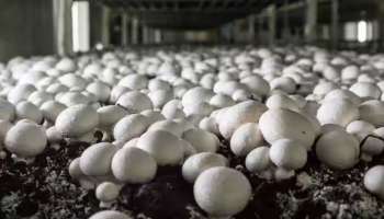 Business Idea: ఇంట్లో ఖాళీ గది ఉంటే చాలు.. తెల్ల బంగారం పండించవచ్చు.. నెలకు 1లక్ష ఆదాయం పక్కా..