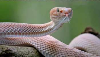 Snake Repellent: వేసవిలో పాముల బీభత్సం..మీ ఇంటి చుట్టూ ఈ మొక్కలు నాటితే..పాములు పారిపోతాయి!