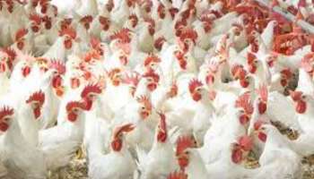 Poultry Farm Loan: కోళ్ల ఫారంకు గోల్డెన్ ఛాన్స్.. రూ.50 లక్షల లోన్.. సగం సబ్సిడీ మీకే..!!