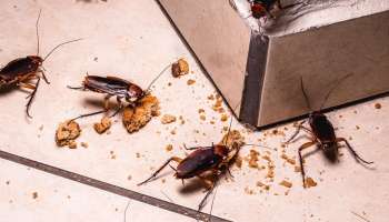 Cockroach Repellent: ఈ మిశ్రమాన్ని కలిపి ఇంట్లో చల్లితే..బొద్దింకలు, కీటకాలు అస్సలు అడుగుపెట్టవు!