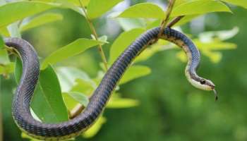 Snake Facts: ఇంట్లో ఈ మొక్కలు ఉంటే పాములకు ఆహ్వానం పలికినట్టేనా..! అసలు విషయం ఇదే..