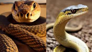 Snakes Facts: పాములు అసలు నిద్రపోతాయా.. ! వీటికి సంబంధించిన భయంకర నిజాలు ఇవే..