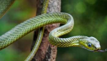 Snake Repellent: దీని వాసన చూస్తేనే పాములు కిలోమీటరు పారిపోతాయి..పాముల పాలిట బద్ధశత్రువు..ఇవి చూస్తే ఇంట్లోకి రావు!