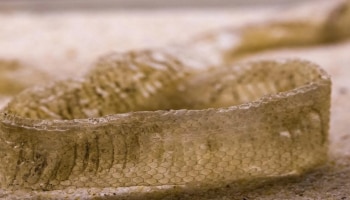 Uttar Pradesh missing girl: మంచంపై 5 అడుగుల పాము చర్మం.. కలకలం రేపిన యువతి మిస్టరీ.. అచ్చం నాగిని లాగానే!