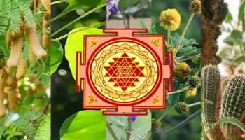 Vastu Tips: ఆర్ధిక సమస్యలతో అప్పులతో బాధపడుతున్నారా..! ఇంట్లో ఈ మొక్కలను పీకి పారేయండి..!