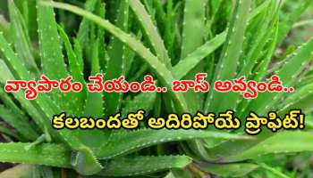 Aloe Vera: బంజరు భూముల్లోనూ బంగారు పంట.. అలోవెరా సాగుతో లక్షాధికారి అయ్యే ఛాన్స్.. ఈ చిట్కాలు పాటిస్తే చాలు..!!