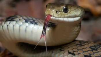 Snake Bite Facts: ఈ ఒక్కటి మీ దగ్గరుంటే .. వంద పాములు క్యూలు కట్టి కాటేసిన విషం ఎక్కదు.!. అసలు సీక్రెట్ ఏంటంటే..!