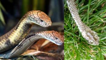 Cobra Snake Facts: పాములు కుబుసం విడవడం, మరో పాముతో జతకట్టడం గురించి ఈ రహాస్యాలు మీకు తెలుసా..?