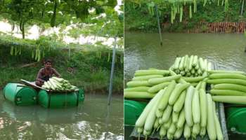 Farming Business Ideas: వ్యవ‌సాయంలో వినూత్న ప‌ద్ధతులు..కింద చేప‌ల చెరువు.. పైన సొర‌కాయ‌ల సాగు.. ఏడాదికి ఎన్ని లక్షల లాభమంటే?