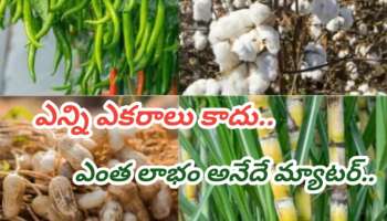 Business Ideas:  రైతుల గల్లపెట్టె నింపే పంటలు.. కేవలం 60 రోజుల్లో బంపర్ ఆదాయం.. చిన్న రైతులకు పెద్ద లాభం..!!