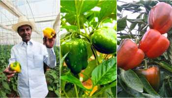 Business Ideas:  మాజీ సీఎం పండిస్తున్న ఈ పంటకు మార్కెట్లో విపరీతమైన క్రేజ్.. అర ఎకరంలో సాగు చేశారంటే.. అరకోటి పక్కా..!!