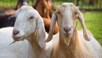 Success Story: కేజీ టు పీజీ.. మార్కులొచ్చినా, ర్యాంకులొచ్చినా నో యూజ్.. మేకల పెంపకంతో రూ.50లక్షల టర్నోవర్ సాధించిన యువకుడు..!!