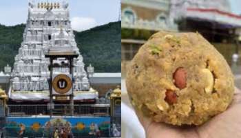 Tirumala Laddu: తిరుమల లడ్డులో పందికొవ్వు, చేపనూనె... ల్యాబ్ రిపోర్టును బైటపెట్టిన చంద్రబాబు ప్రభుత్వం.. వివరాలివే..