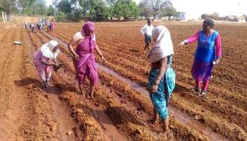 Business Ideas: నిజామాబాద్ జిల్లాలో మాత్రమే దొరికే ఈ గడ్డికి ప్రపంచవ్యాప్తంగా గుర్తింపు.. ఎకరం పొలంలో పండిస్తే ఏడాదిలో కోటీశ్వరులు అవ్వడం పక్కా..!!