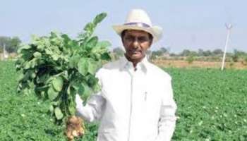Business Ideas: అసలు సిసలైన రైతు బిడ్డా.. ఆలుగడ్డలు, క్యారెట్ ను పండిస్తున్న కేసీఆర్ సక్సెస్ ఫార్ములా ఏంటి..?