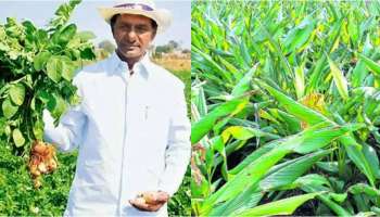 Business Ideas:  ఫామ్ హౌజ్ లో పచ్చ బంగారం పండిస్తున్న గులాబీ బాస్.. మీరూ ఈ పంట సాగు చేస్తే పసిడి లాభాలు పొందినట్లే..!! 