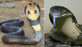 Snakes Facts: పాముల పాలిట బ్రహ్మస్త్రం.!. ఇవి ఇంటి చుట్టు ఉంటే కింగ్ కోబ్రాలు కూడా కన్నేత్తి చూడవు.!.