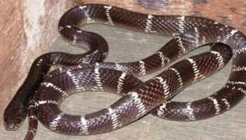 Krait Snake Facts: బాప్ రే.. కాటు వేస్తే కాటికే.!. సైలెంట్ కిల్లర్ కట్ల పాము గురించి ఈ విషయాలు మీకు తెలుసా..?..