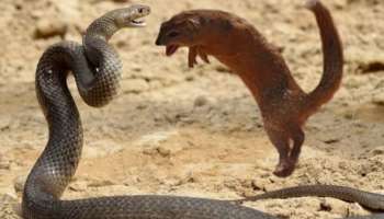 Snake vs Mongoose: ముంగీసను పాముకాటేసిన విషం ఎక్కదు.. దీని వెనుక ఉన్న ఈ రహస్యం తెలుసా..?