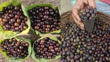 Morri Pandlu: పోషకాల గని.. సమ్మర్‌లో మాత్రమే దొరికే మొర్రి పండ్లు  తింటే ఎన్ని లాభాలో తెలుసా..?