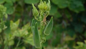 Business Ideas: చలికాలంలో ఈ పంట సాగు చేస్తే.. ఎండాకాలం వరకు మంచి లాభాలు మీ సొంతం..!! 