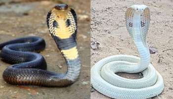 King Cobra VS Swetha Naagu: కింగ్ కోబ్రా వర్సెస్ శ్వేత నాగు.. వీటిలో ఏది డెంజర్.. విస్తుపోయే ఈ విషయాలు మీకు తెలుసా..?..