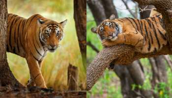 Tigers Turn Sadhus: ఇదేం విడ్డూరం.. శనివారం ఆ జూలో పులులు మాంసం ముట్టుకోవు.. కారణం ఏంటంటే..?