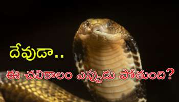 Snake Mystery: చలికాలంలో ఒక్క పాము ఎందుకో కనిపించదో తెలుసా? విస్తుపోయే నిజం ఇదే!