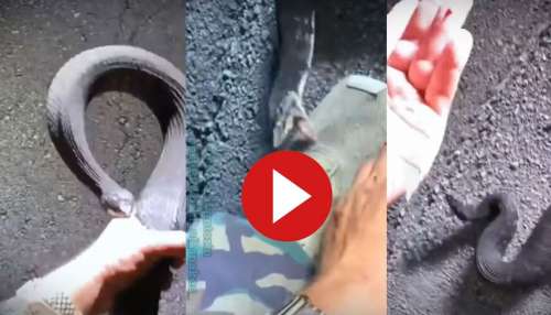 Snake Viral Video: మూడుసార్లు కాటేసినా.. భారీ పామును పట్టుకున్నాడు! వీడియో చూస్తే కళ్లు బైర్లు కమ్మడం పక్కా Snake Viral Video: మూడుసార్లు కాటేసినా.. భారీ పామును పట్టుకున్నాడు! వీడియో చూస్తే కళ్లు బైర్లు కమ్మడం పక్కా