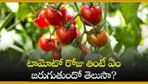 Tomatoes Facts: టామోటో రోజు తింటే ఏం జరుగుతుందో తెలుసా? Tomatoes Facts: టామోటో రోజు తింటే ఏం జరుగుతుందో తెలుసా?