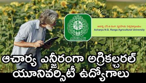 ANGRAU Job Notification 2025: నిరుద్యోగ యువతకు గోల్డెన్‌ ఛాన్స్‌.. రూ.67 వేల జీతంతో అగ్రికల్చరల్ యూనివర్సిటీలో జాబ్స్..