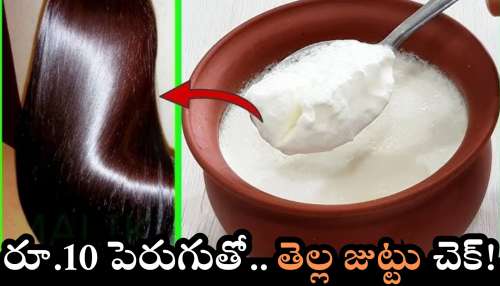 Hair Problem: రూ.10 పెరుగుతో.. సింపుల్‌గా తెల్ల జుట్టు సమస్యకు శాశ్వతంగా చెక్ పెట్టండి..
