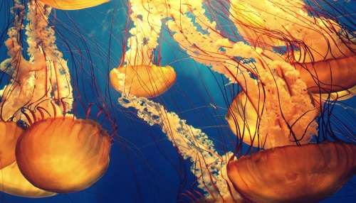 Jellyfish Facts: భూమిపై మరణం లేని ఈ జీవి గురించి తెలుసా..! ఎలా జీవిస్తుందంటే..?