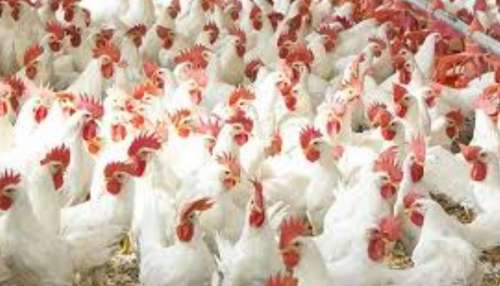 Poultry Farm Loan: కోళ్ల ఫారంకు గోల్డెన్ ఛాన్స్.. రూ.50 లక్షల లోన్.. సగం సబ్సిడీ మీకే..!!
