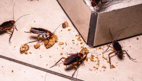 Cockroach Repellent: ఈ మిశ్రమాన్ని కలిపి ఇంట్లో చల్లితే..బొద్దింకలు, కీటకాలు అస్సలు అడుగుపెట్టవు!