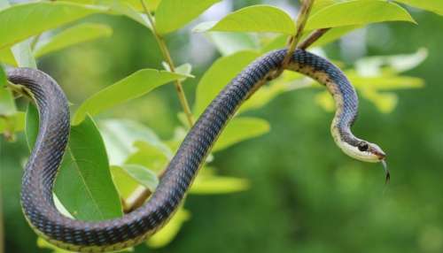 Snake Facts: ఇంట్లో ఈ మొక్కలు ఉంటే పాములకు ఆహ్వానం పలికినట్టేనా..! అసలు విషయం ఇదే..