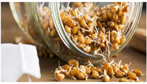 Sprouted Wheat: మొలకెత్తిన గోధుమల మిరాకిల్స్‌.. ఇంట్లో తయారు చేసుకోవడం ఎలా?