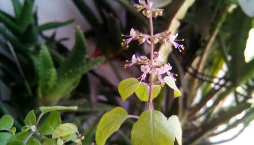 Tulasi: తులసి మొక్కకు చిన్న పువ్వులు పూశాయా? మీరు ధనవంతులవ్వడం ఖాయం..