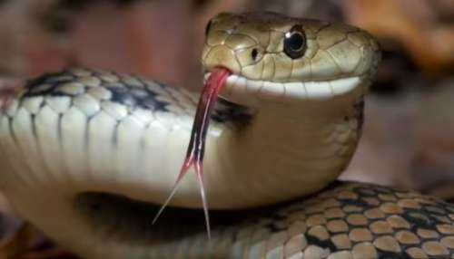 Snake Bite Facts: ఈ ఒక్కటి మీ దగ్గరుంటే .. వంద పాములు క్యూలు కట్టి కాటేసిన విషం ఎక్కదు.!. అసలు సీక్రెట్ ఏంటంటే..!