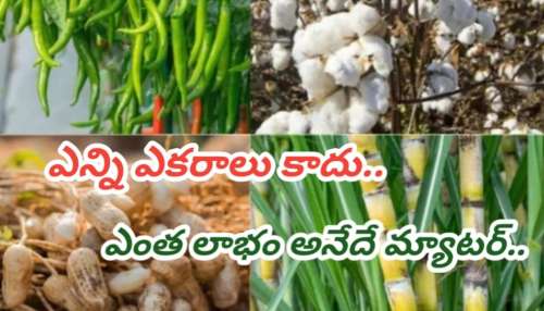Business Ideas:  రైతుల గల్లపెట్టె నింపే పంటలు.. కేవలం 60 రోజుల్లో బంపర్ ఆదాయం.. చిన్న రైతులకు పెద్ద లాభం..!!