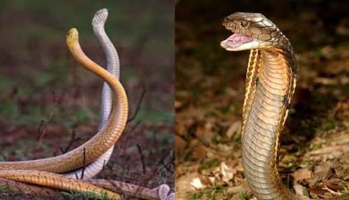 Snake Facts: పాముశరీరంలోని ఆ భాగం ఇంట్లో పెట్టుకుంటే డబ్బే డబ్బు..