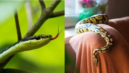 Snakes: ఈ మొక్కలు  ఇంట్లో ఉంటే.. పాములకు రెడ్ కార్పేట్ వేసినట్లే.. పరిగెత్తుకుంటూ వచ్చేస్తాయ్..