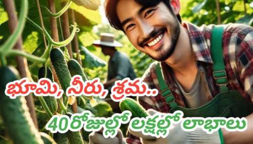 Business Ideas 2025: 40 రోజులు కష్టపడితే చాలు.. ఈ పంట మిమ్మల్ని కోటీశ్వరులను చేస్తుంది..!!