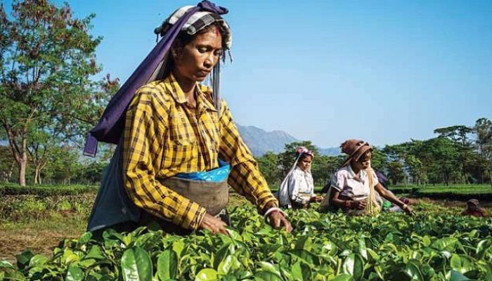 National Tea And Coffee Development Board Zee News Telugu Finally in 1978, the first factory in nepal was set hence, in 2000 as per the provisions of the national tea and coffee development board act of 1992, the government of nepal ratified the national tea.