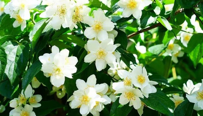 మల్లెపూల రసం.. ఆరోగ్యానికి పరమ ఔషధం మల్లెపూల రసం.. ఆరోగ్యానికి పరమ ఔషధం